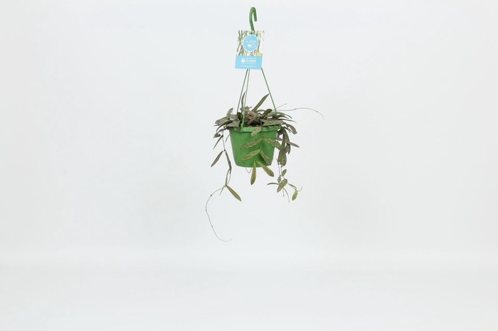 <h4>HangonGreen Hoya Sigillatis 14 cm</h4>