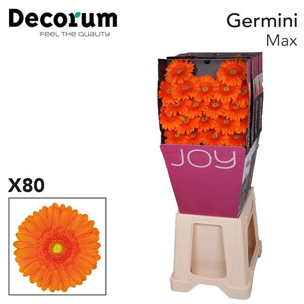 <h4>Germini Max x120 - Oudijk Gerbera</h4>