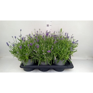Lavandula angus.