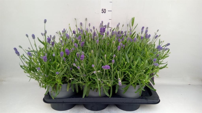 <h4>Lavandula angus.</h4>