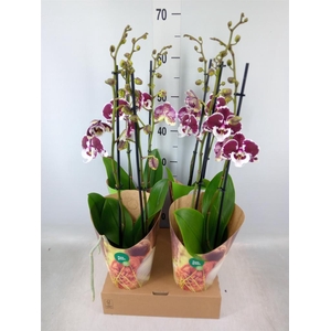 Phalaenopsis  'FC Untold Storie'