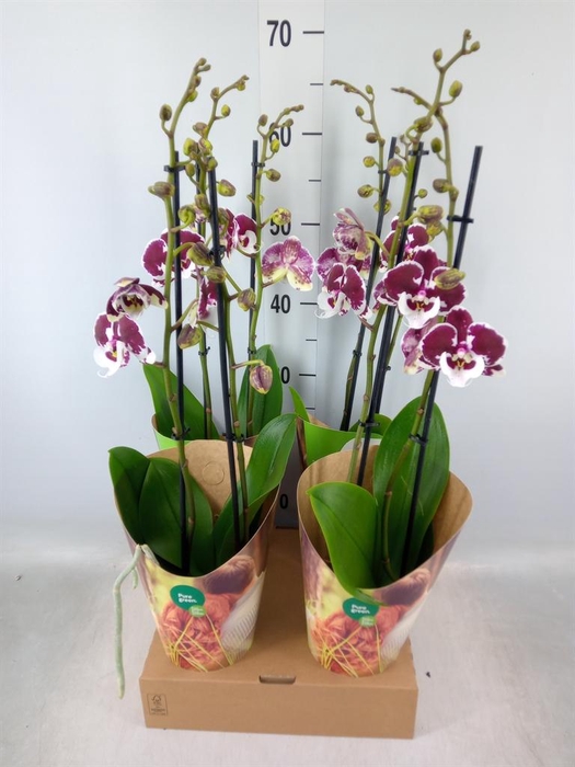 <h4>Phalaenopsis 'FC Untold Storie'</h4>