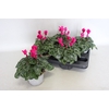 Cyclamen Super Serie XL Dark Violet