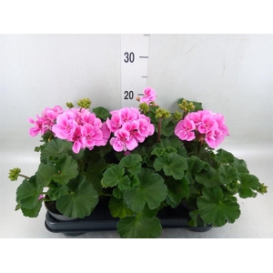 Pelargonium zona.   ...F1
