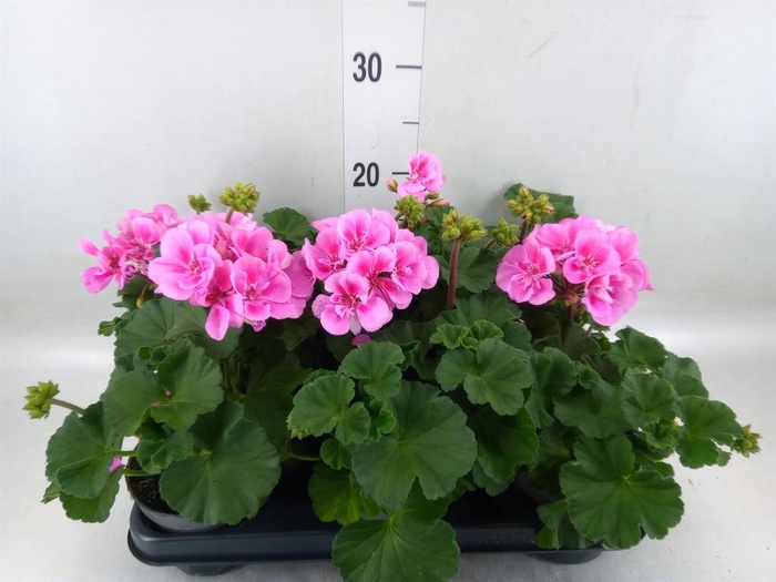<h4>Pelargonium zona.   ...F1</h4>
