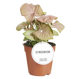 Syngonium