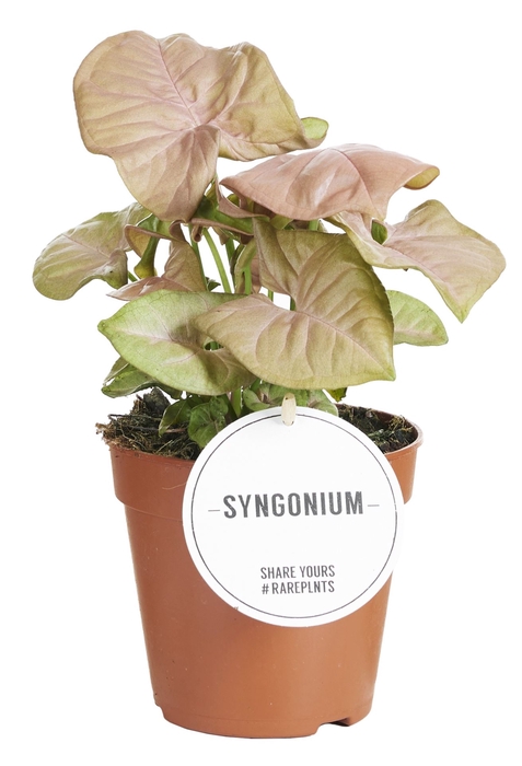 Syngonium