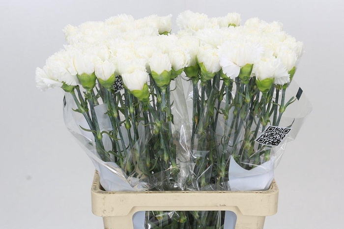 <h4>Dianthus St Holly</h4>