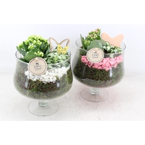 arr2 PL - Glas op voet x6 - roze/wit