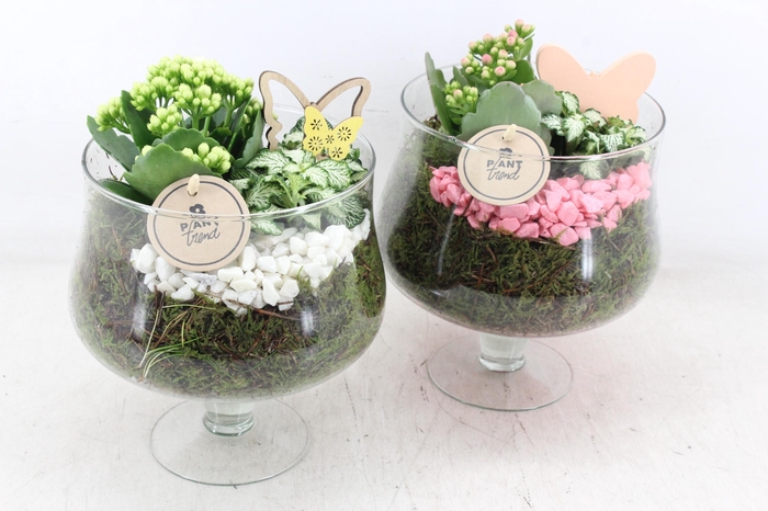 <h4>arr2 PL - Glas op voet x6 - roze/wit</h4>