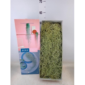 Tillandsia usneoides