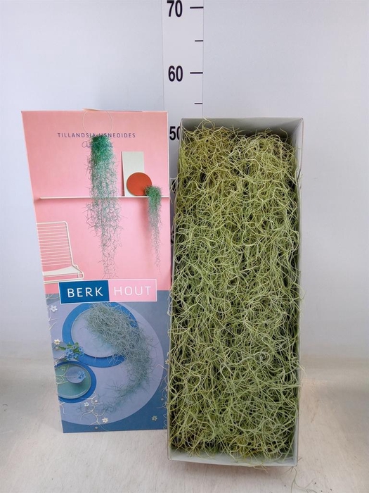 <h4>Tillandsia usneoides</h4>