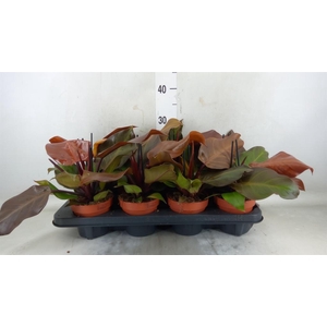 Philodendron 'Sunlight'