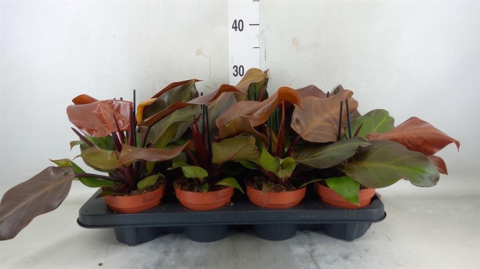 <h4>Philodendron  'Sunlight'</h4>