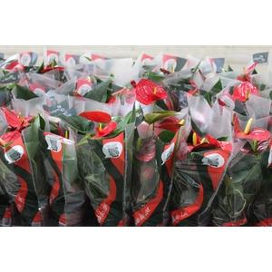ANTHURIUM RED SUCCESS P12