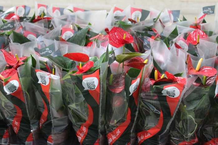 <h4>ANTHURIUM RED SUCCESS P12</h4>