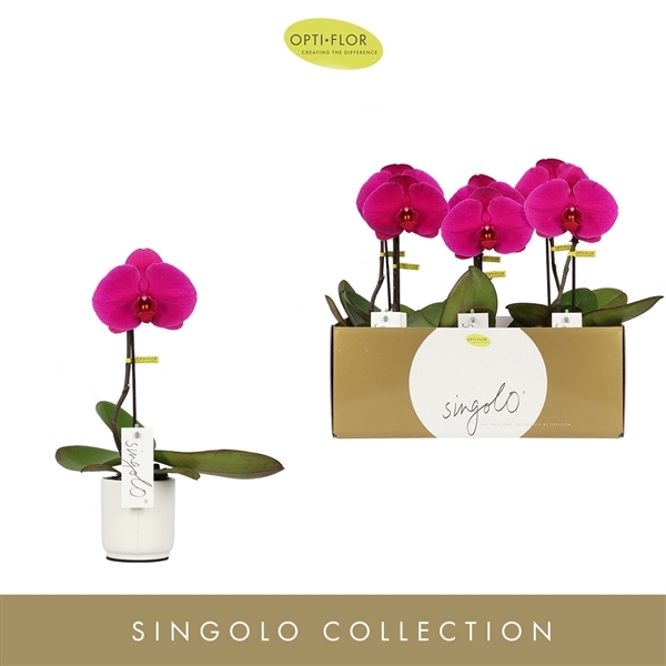 <h4>Singolo Shima in Lazio White</h4>