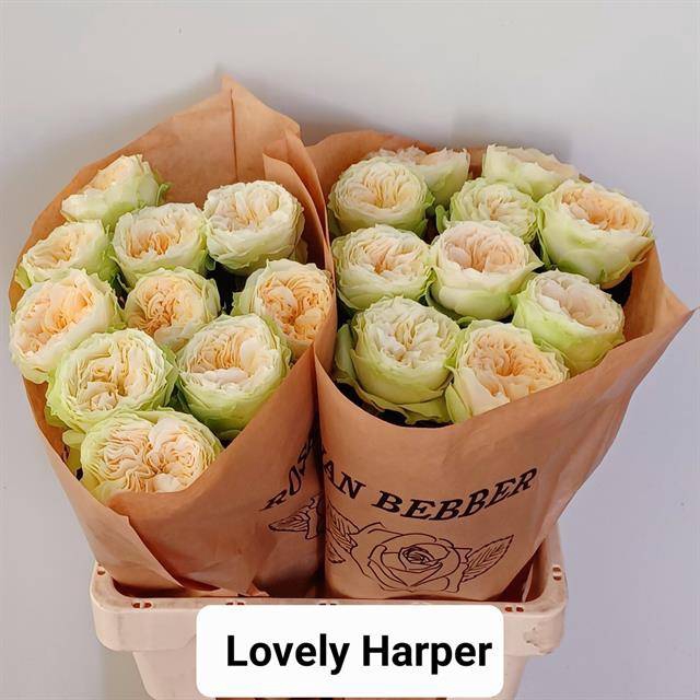 Rosa Garden Harper Lovely
