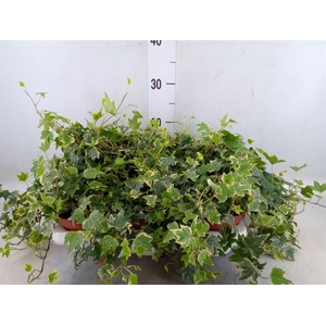 Hedera   ...variegated