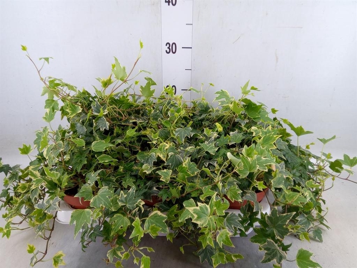 <h4>Hedera   ...variegated</h4>