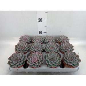 Echeveria  'Hercules'