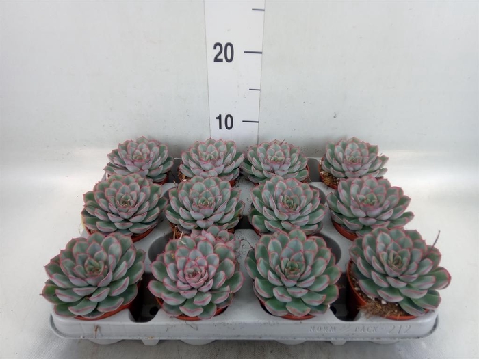<h4>Echeveria  'Hercules'</h4>