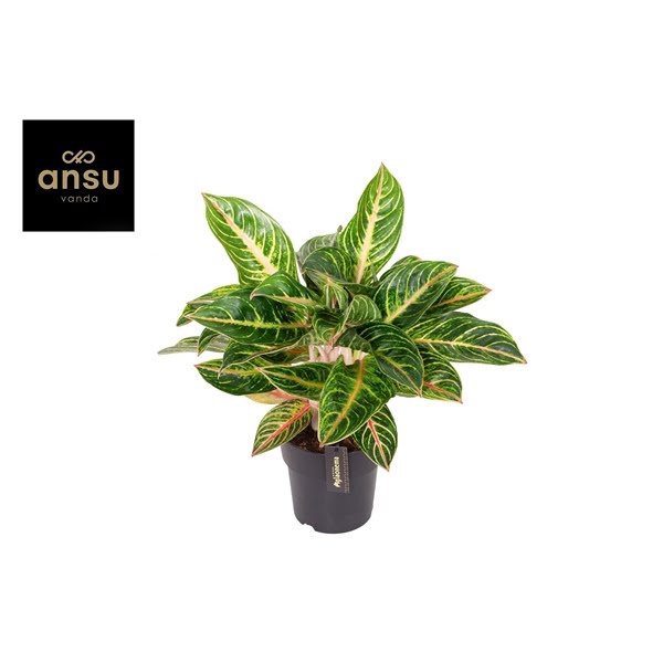 <h4>Aglaonema Red Okapi</h4>