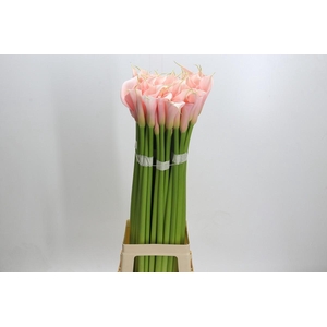 Zantedeschia Eydolls Salmon