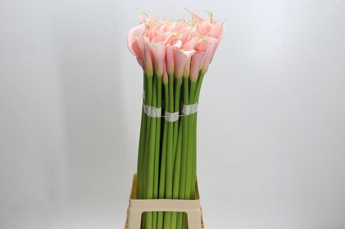 Zantedeschia Eydolls Salmon