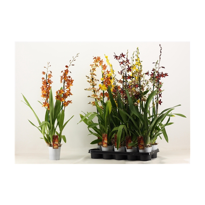 <h4>Cambria 2 tak mix XXL</h4>
