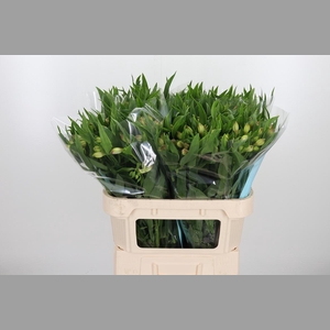 Alstroemeria Layla 95 Gram