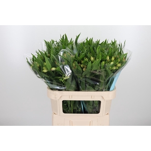 Alstroemeria Layla 95 Gram