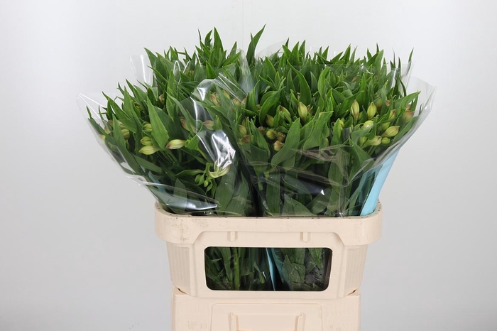 <h4>Alstroemeria Layla 95 Gram</h4>