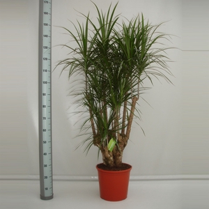 Dracaena marg.