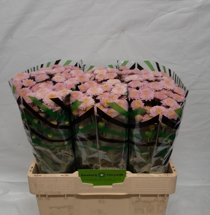 <h4>CHR S ELLISON SWEET</h4>