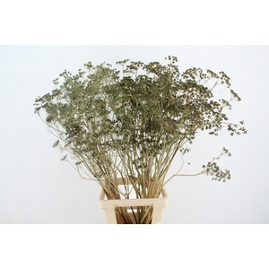 DF FOENICULUM