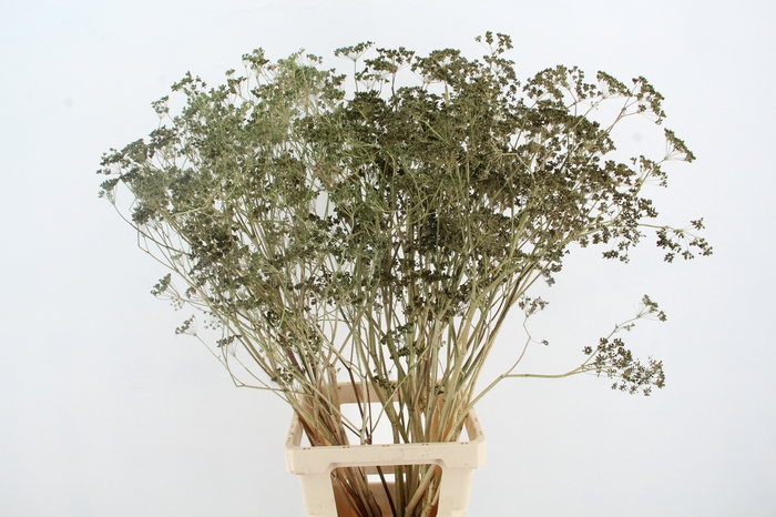 <h4>DF FOENICULUM</h4>