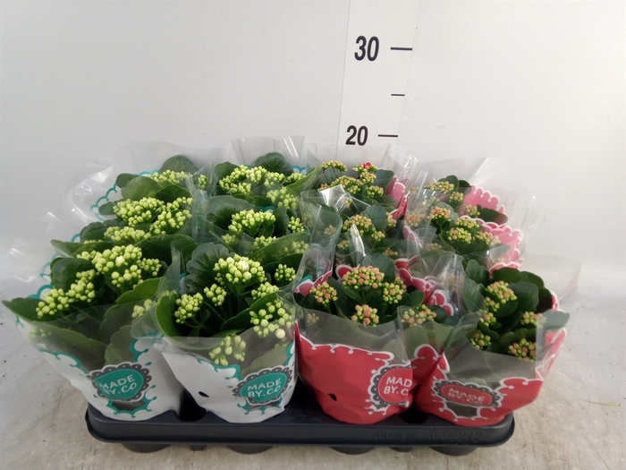 <h4>Kalanchoe blos.   ..rosebud mix  2</h4>