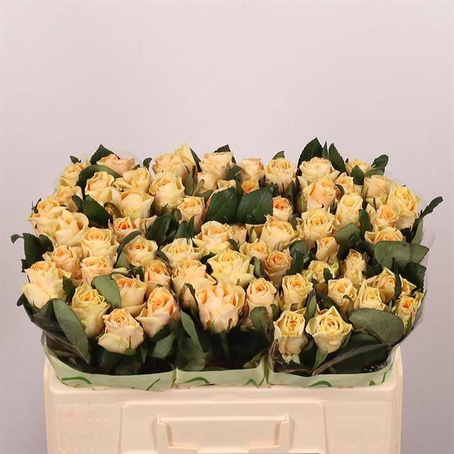 <h4>R GR PEACH TACAZZI+</h4>