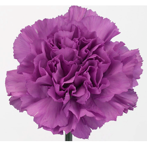 Dian. ST. Florigene Moonlite