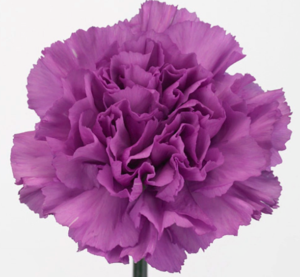 <h4>Dian. ST. Florigene Moonlite</h4>