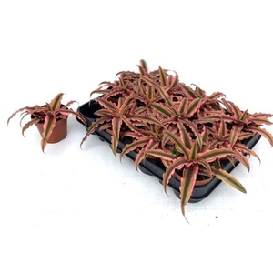 CRYPTAN BIV PINK STA