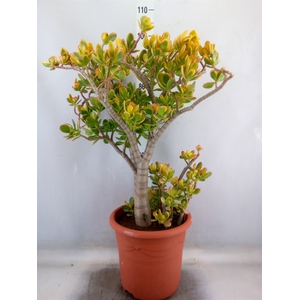 Crassula ovata 'Sunset'