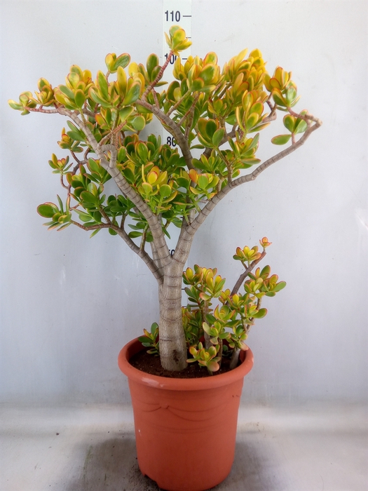 <h4>Crassula ovata 'Sunset'</h4>