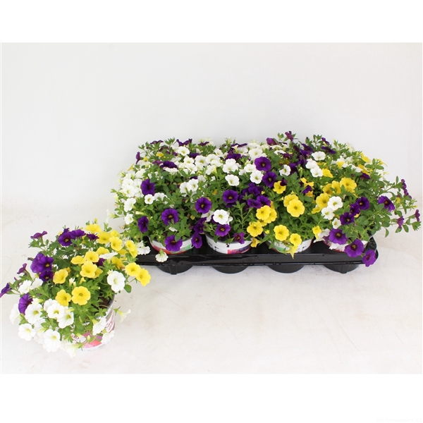 <h4>Confetti Garden Nani Hoku Star</h4>