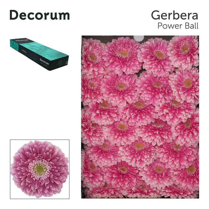 Gerbera Pomponi Power Ball Doos