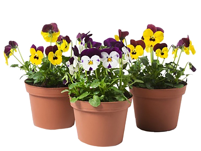 <h4>AMOR PERFEITO P11</h4>