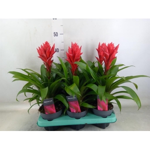 xGuzvriesea  'Patricia'