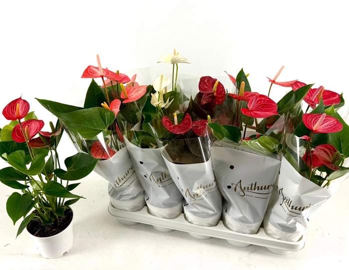 <h4>ANTHU AN GEM 5 KL</h4>