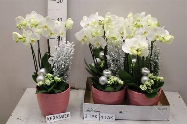 <h4>ARR KAMERPL BLOEI</h4>